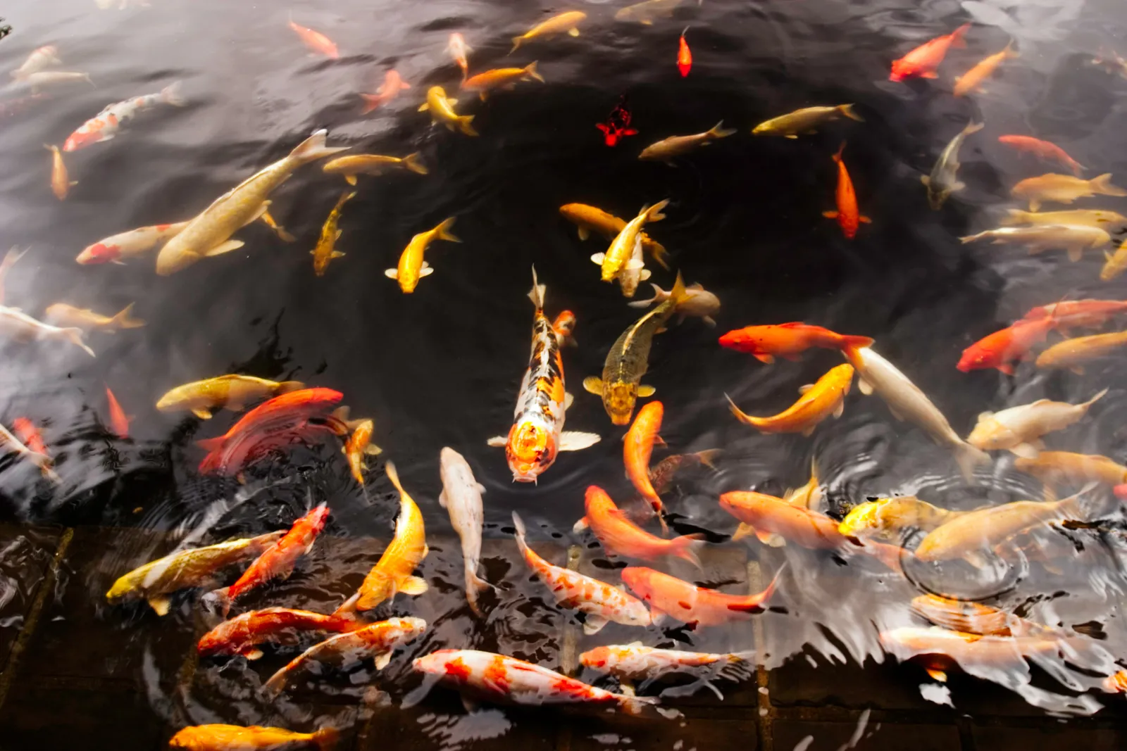 A dense swarm of orange, white, and black koi fish gathering near the surface of a dark pond.