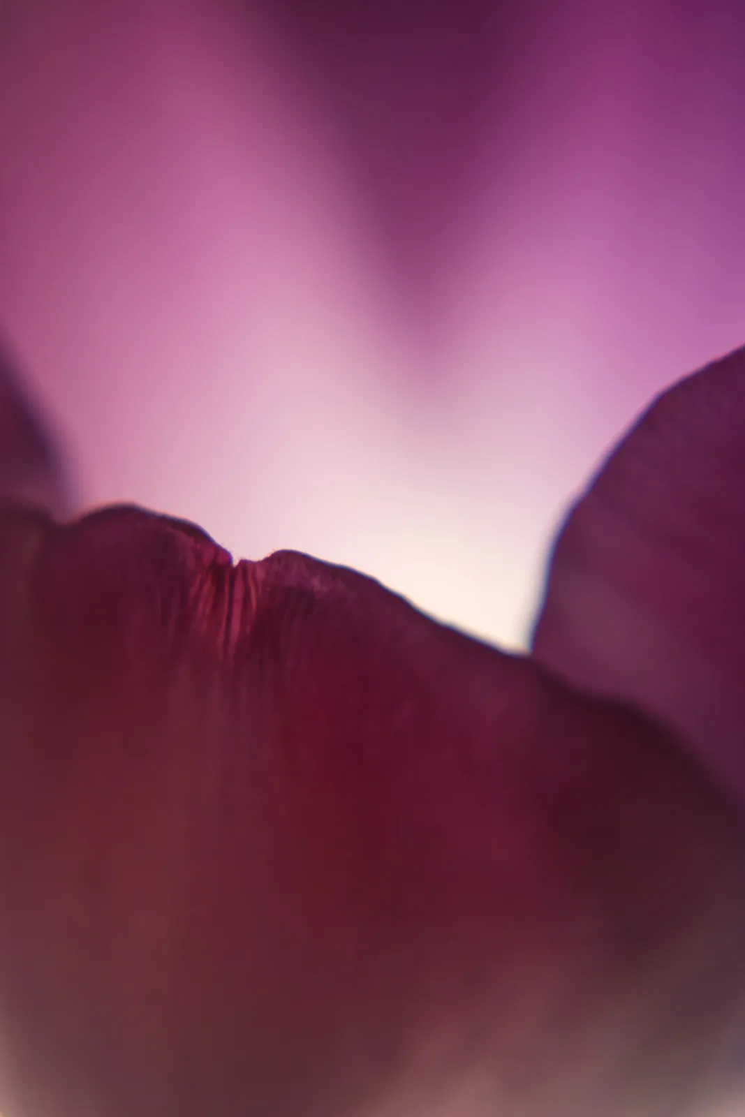 Silhouetted deep-magenta petals backlit by a soft lavender and pink glow.