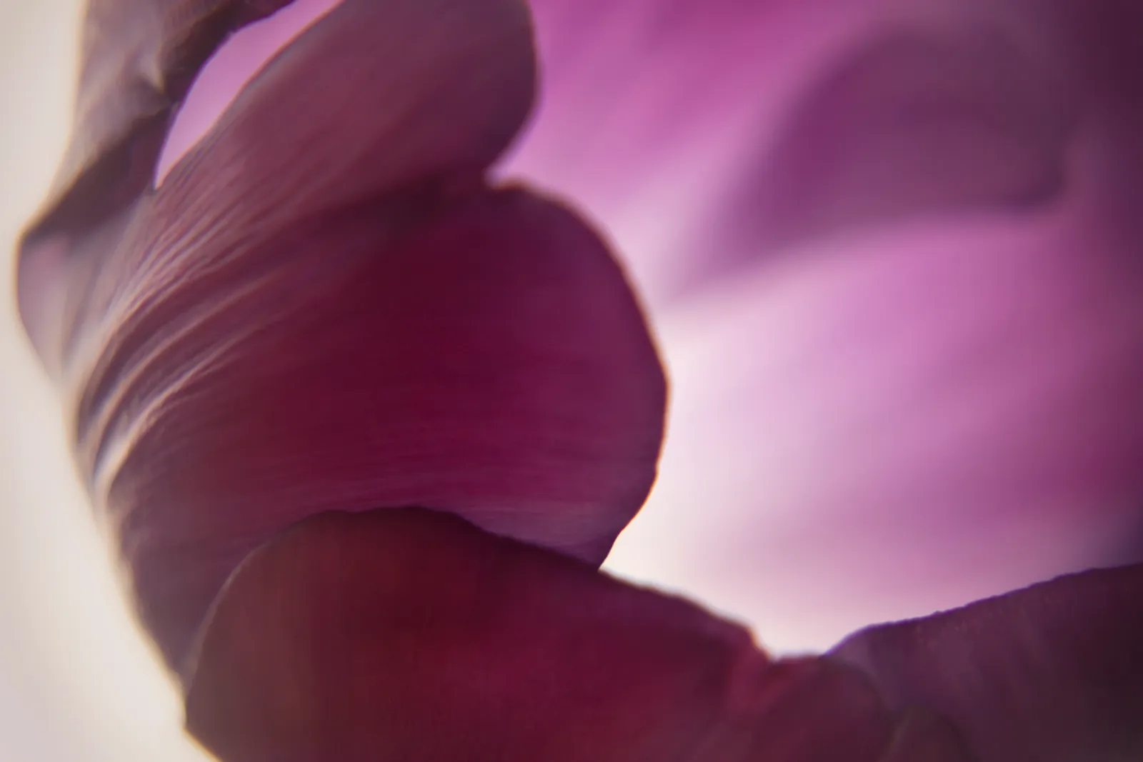 Close-up of folded magenta petals curling against a luminous pale pink background.